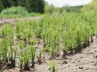 На реализацию нацпроекта «Экологическое благополучие» из федерального бюджета выделили более 83,4 миллиона рублей